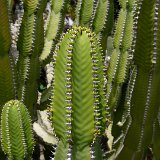 Euphorbia avasmontana JEM ©JL P1060480.JPG